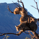 Illustration for article titled A Tree Full of Bobcats is the Best Hangover Cure